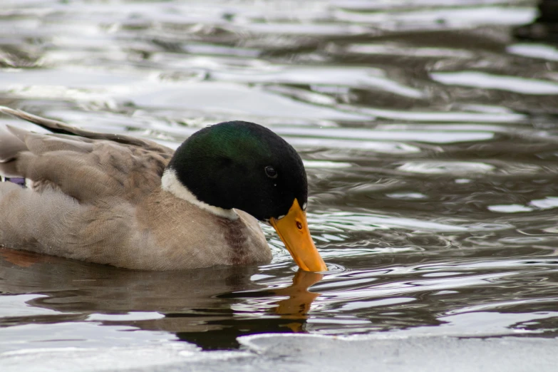 a duck with a long neck swims in the water