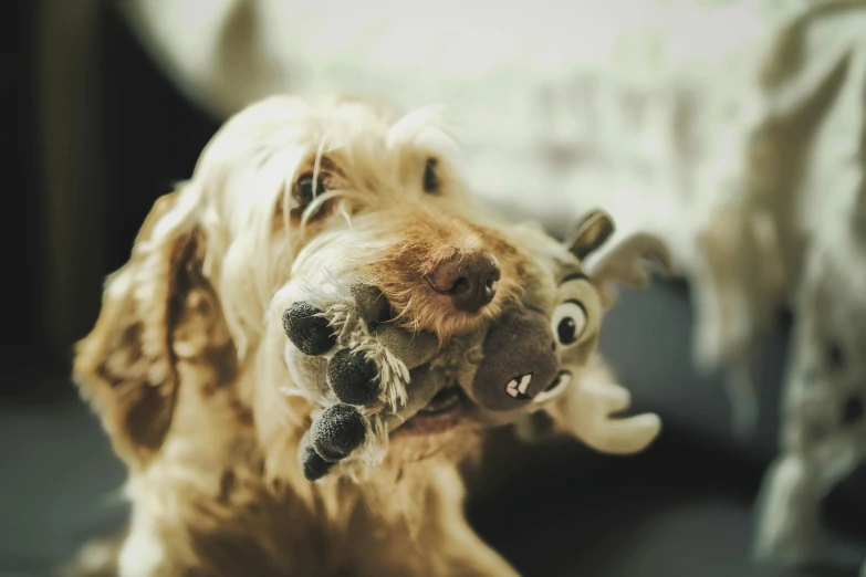 a dog holding a stuffed animal and looking up