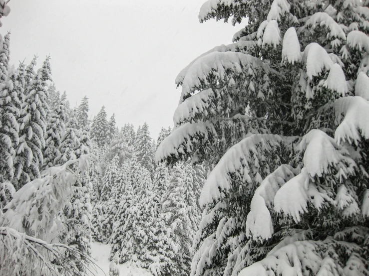 a view of a snowy mountaintop through trees