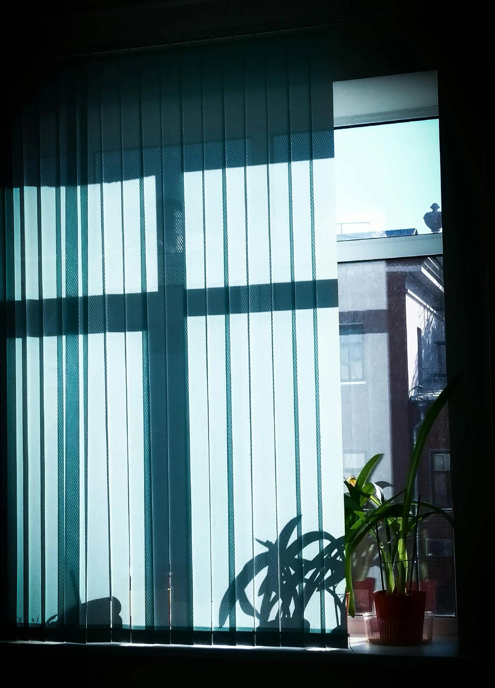 some plants sit in front of a window on a sunny day