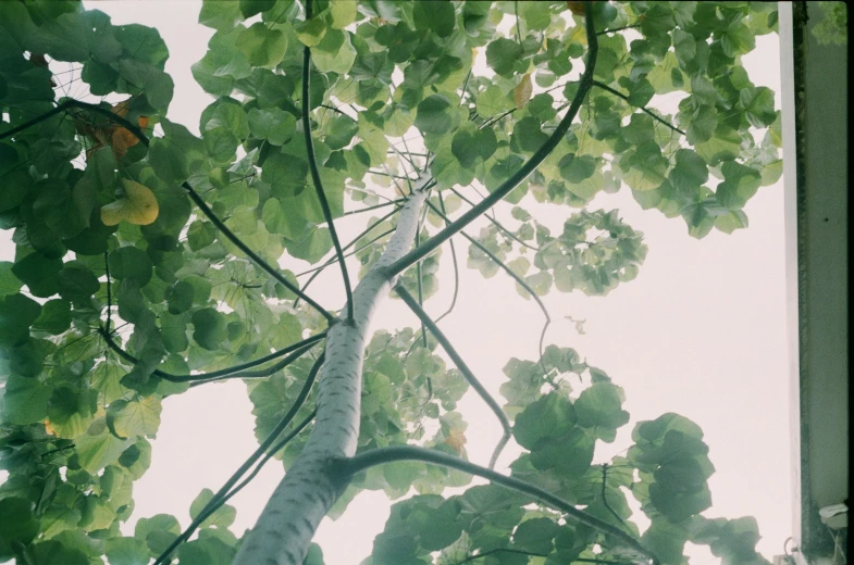 trees are in the air looking up at leaves