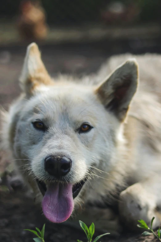 an odd looking white dog with its tongue out