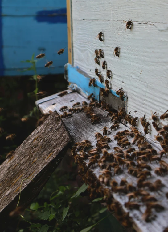 bees swarm the corner of a white building