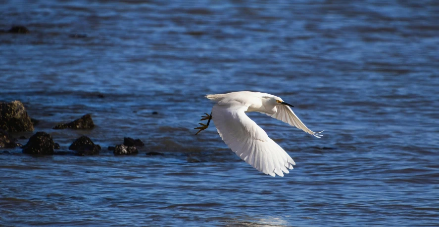 a white bird flying over some water