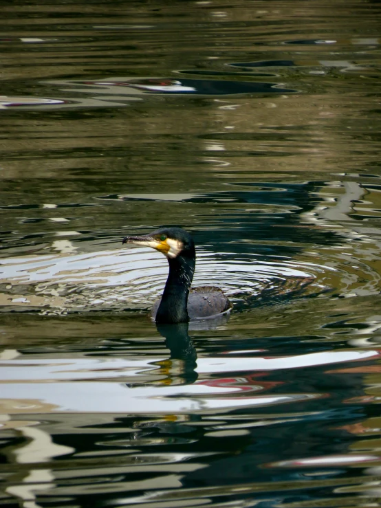 a brown duck swims in the water