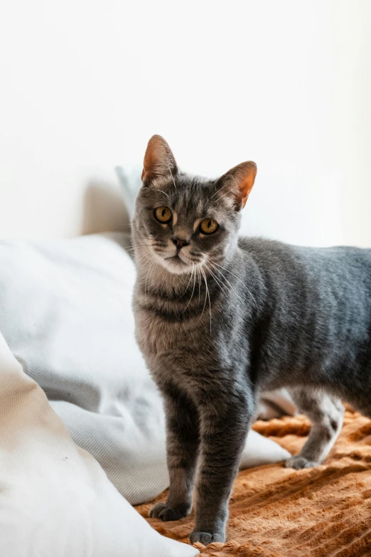 a small grey cat stands on a bed