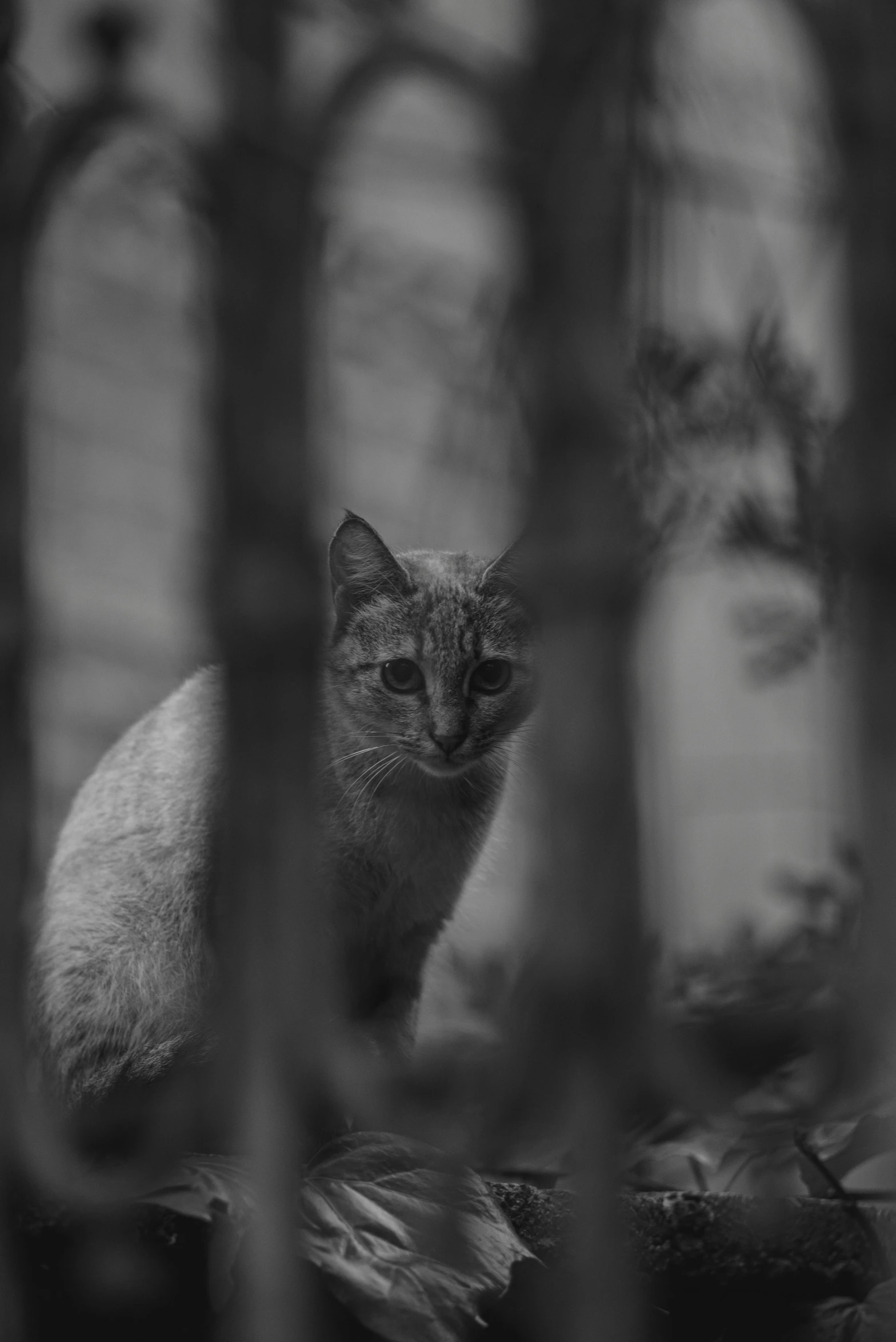 a black and white cat in a cage looking up