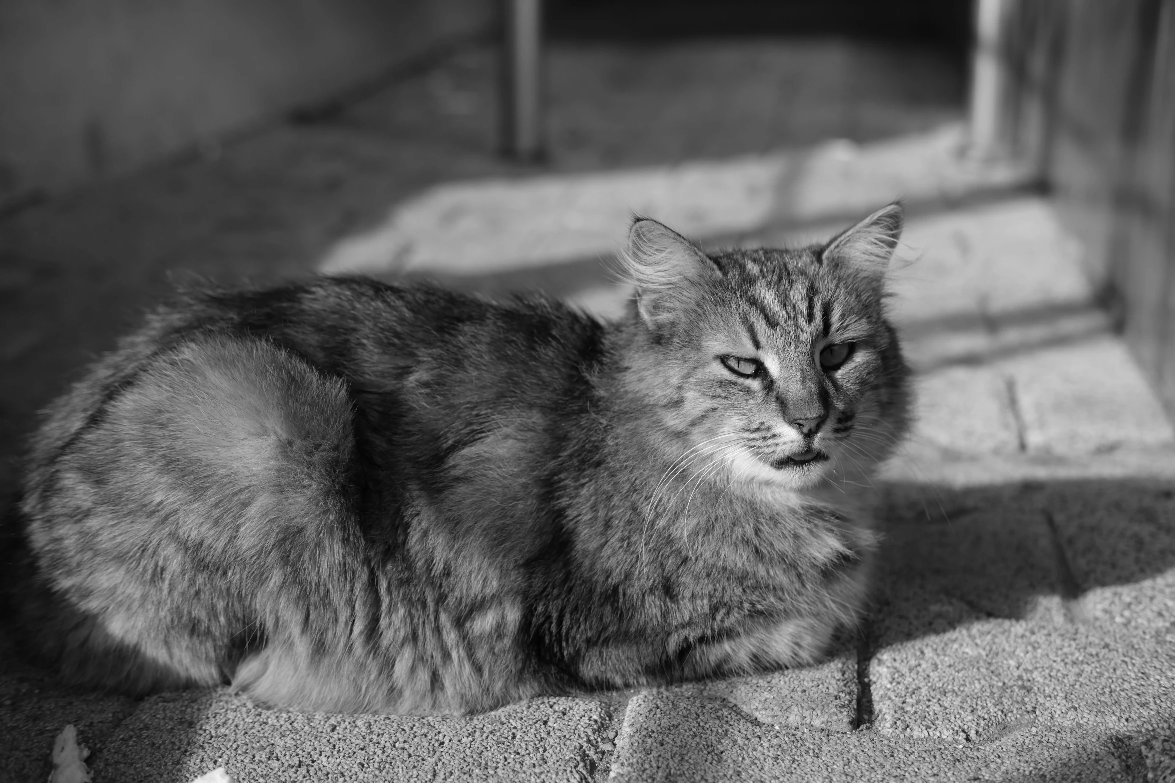 a cat sitting down on the ground in the sun