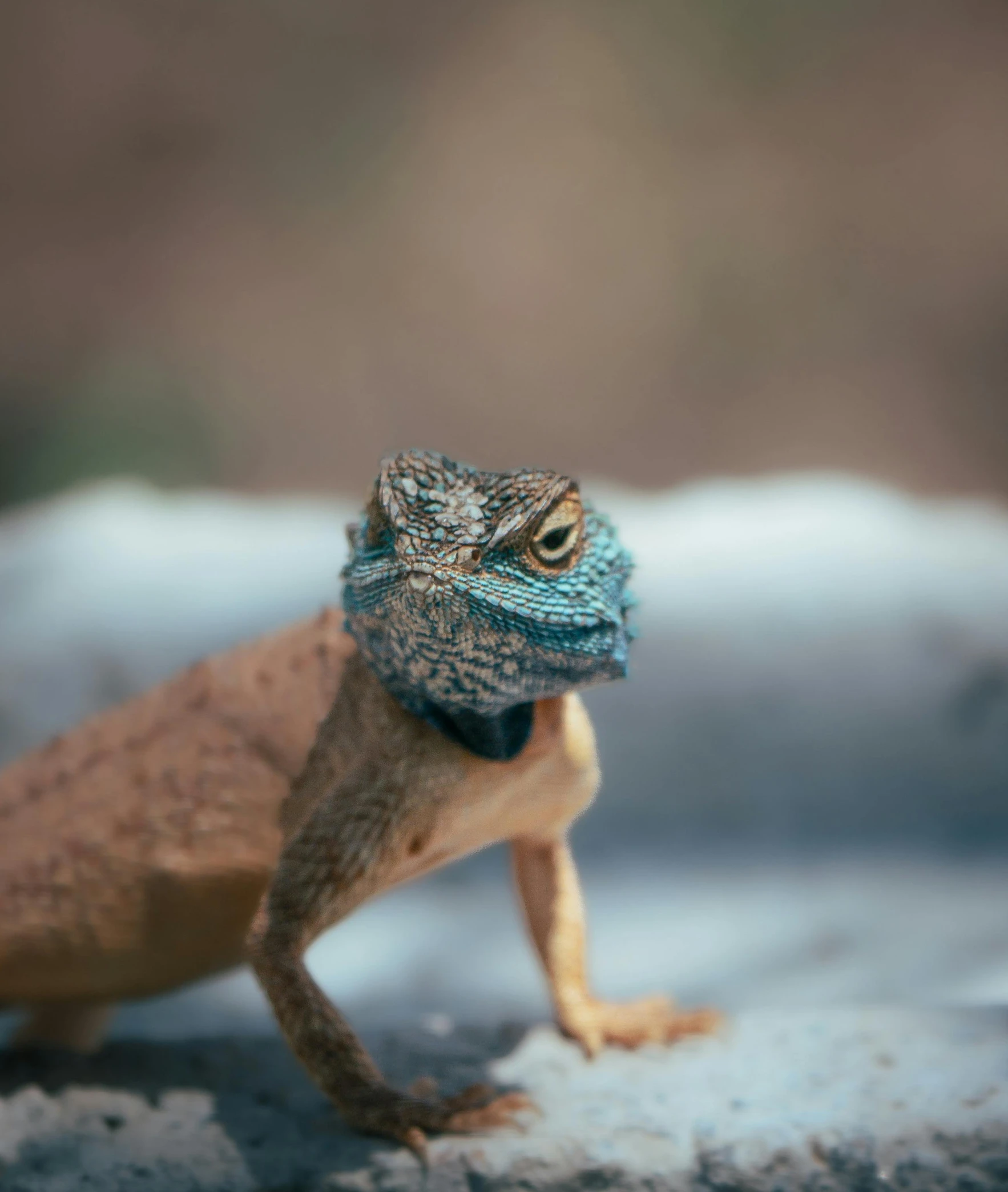 a bearded lizard poses on top of a rock