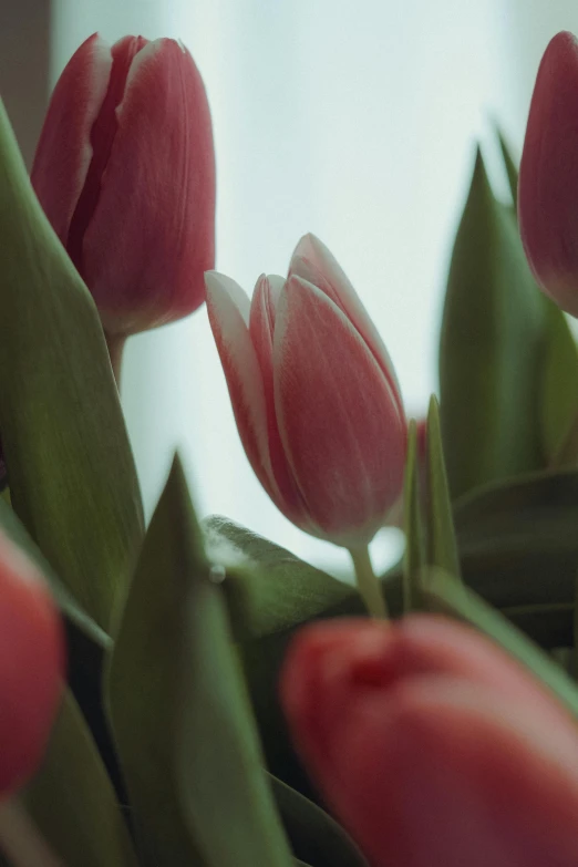 some red flowers are placed in front of a window