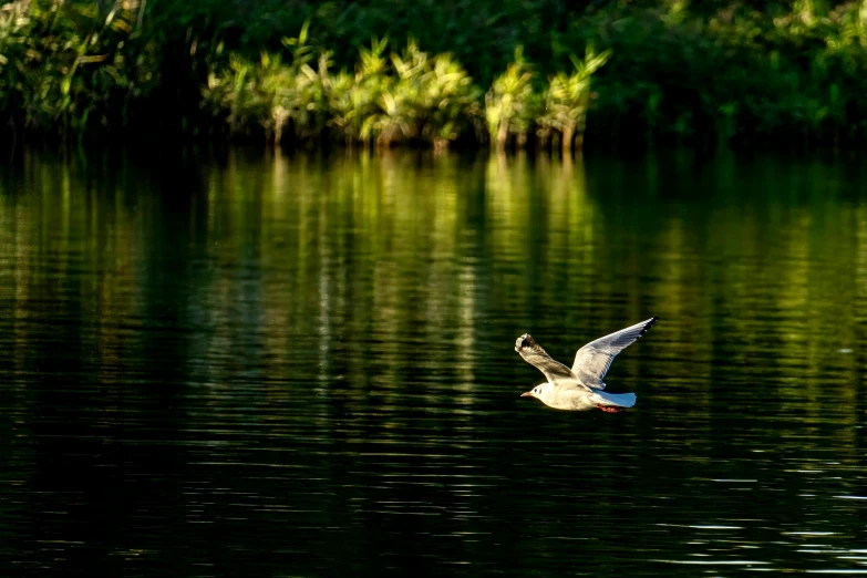 a bird flying above a calm river during the day