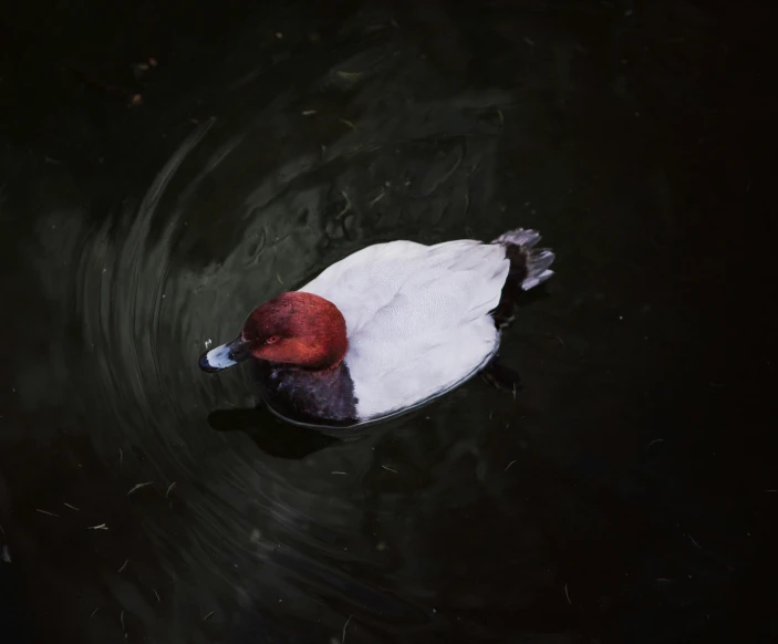 a duck swimming through the water with his head down