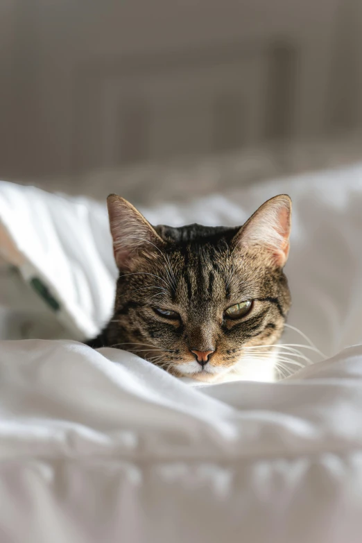 a grey tabby cat is lying in bed