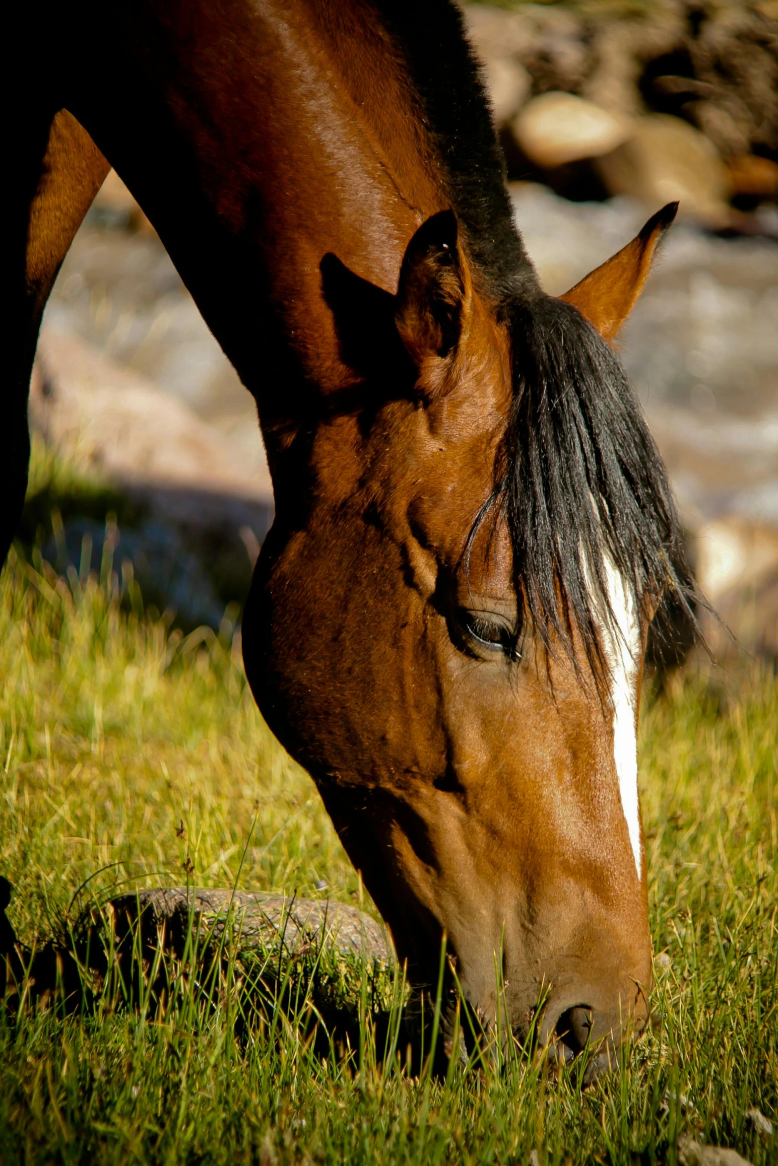 a horse grazes in the grass beside a stream