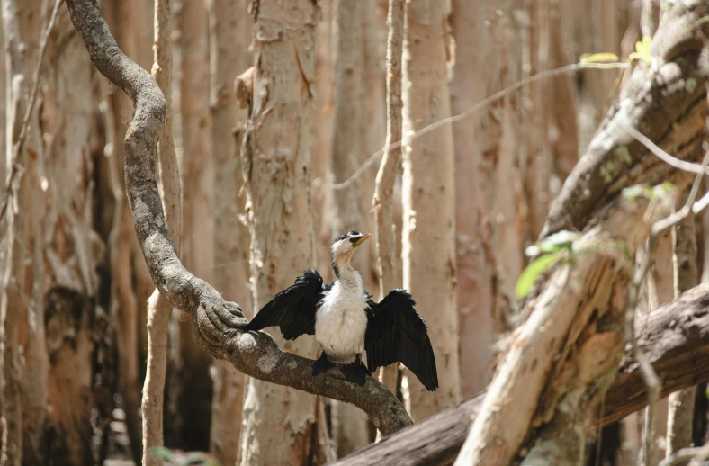 an ostrich perched on a tree in a forest