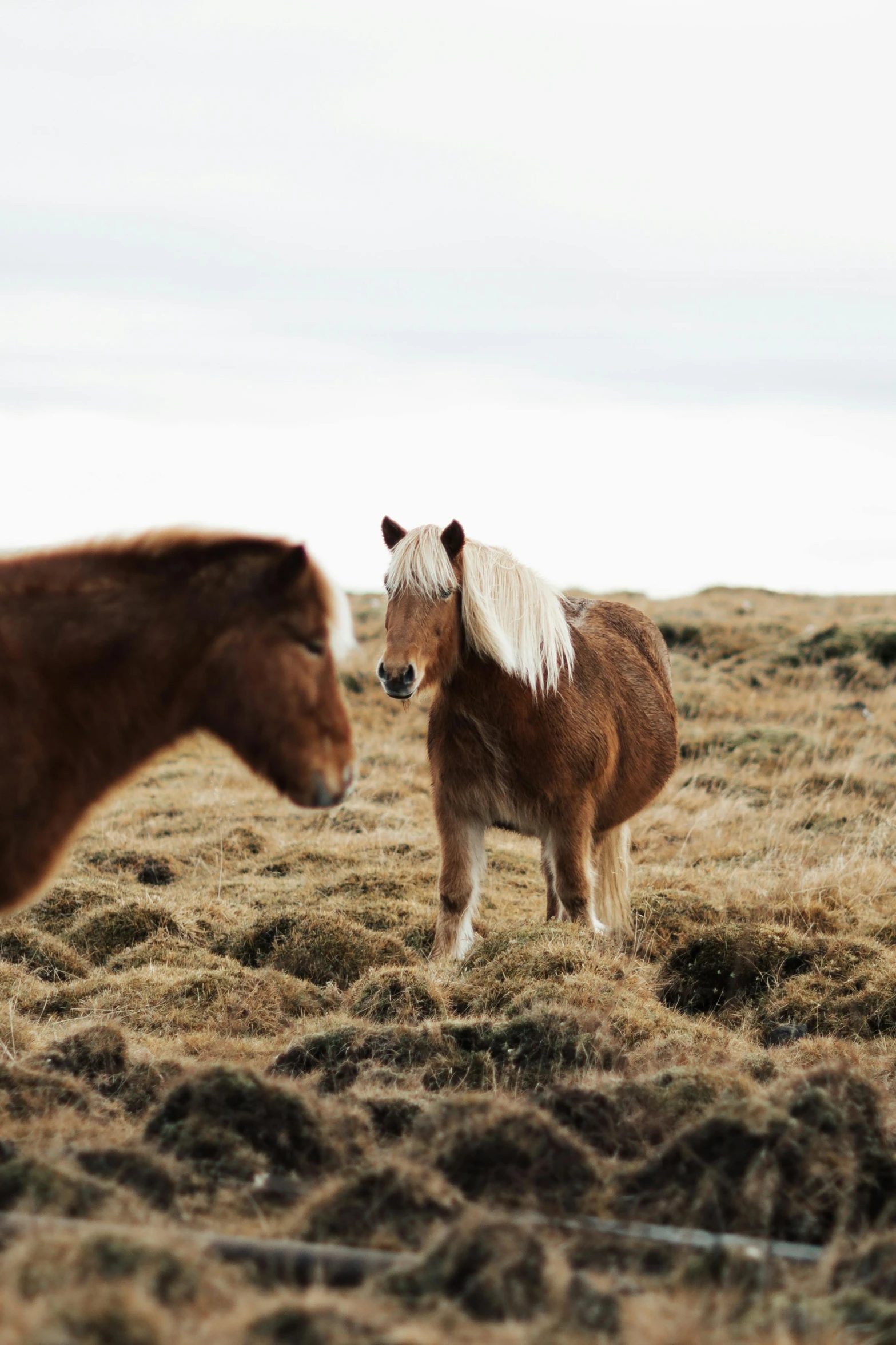 two horses are standing in the grass near one another