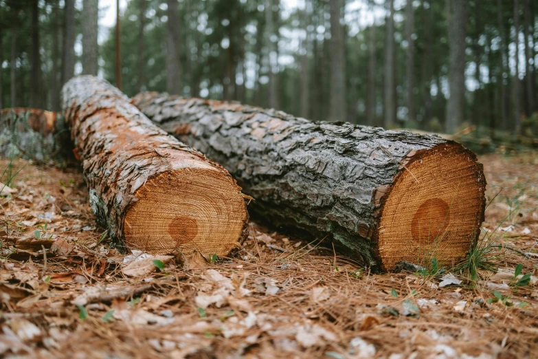 a group of logs laying in a forest