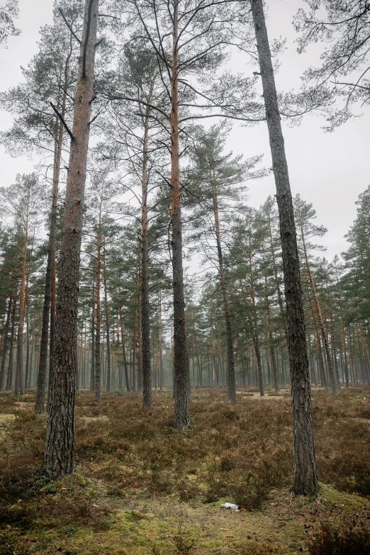 several trees are in the middle of a forest