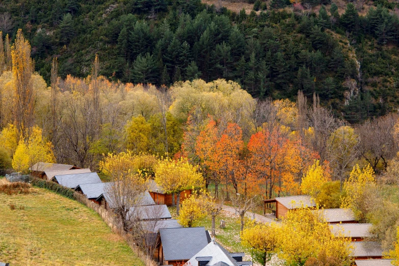 an aerial view of autumn foliage in a valley