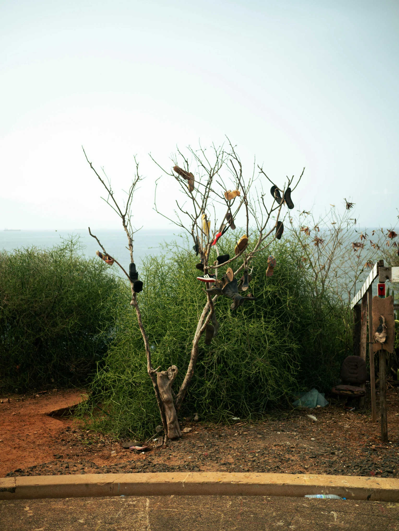 many birds are sitting on nches near the street