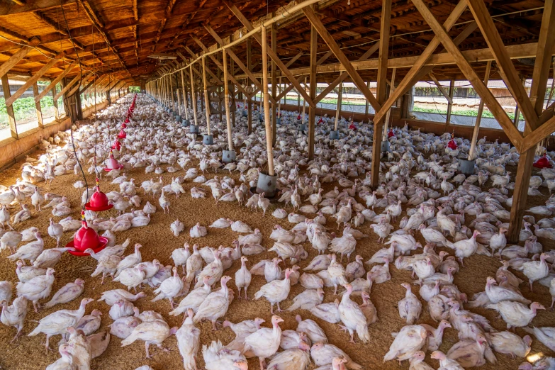 a bunch of white chickens are standing in some pens