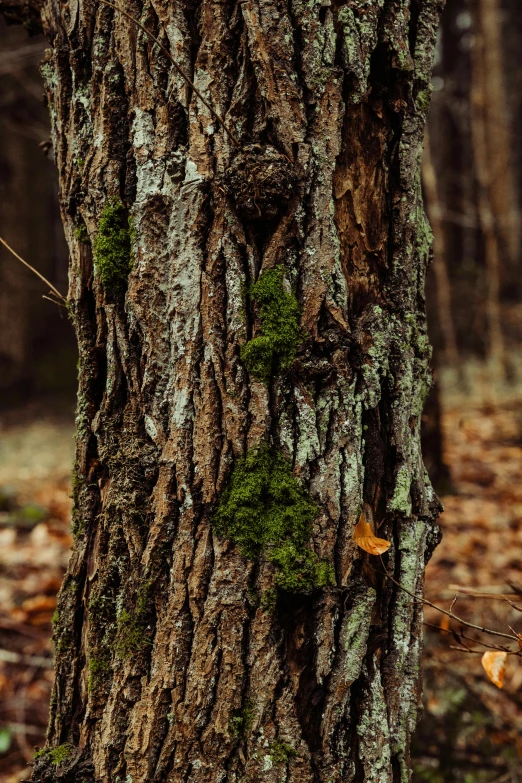 the moss on the bark of a large tree