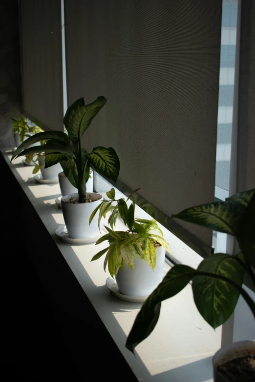 five white plants lined up in window boxes