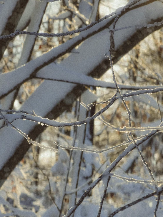 the trees outside of a winter park are covered with snow