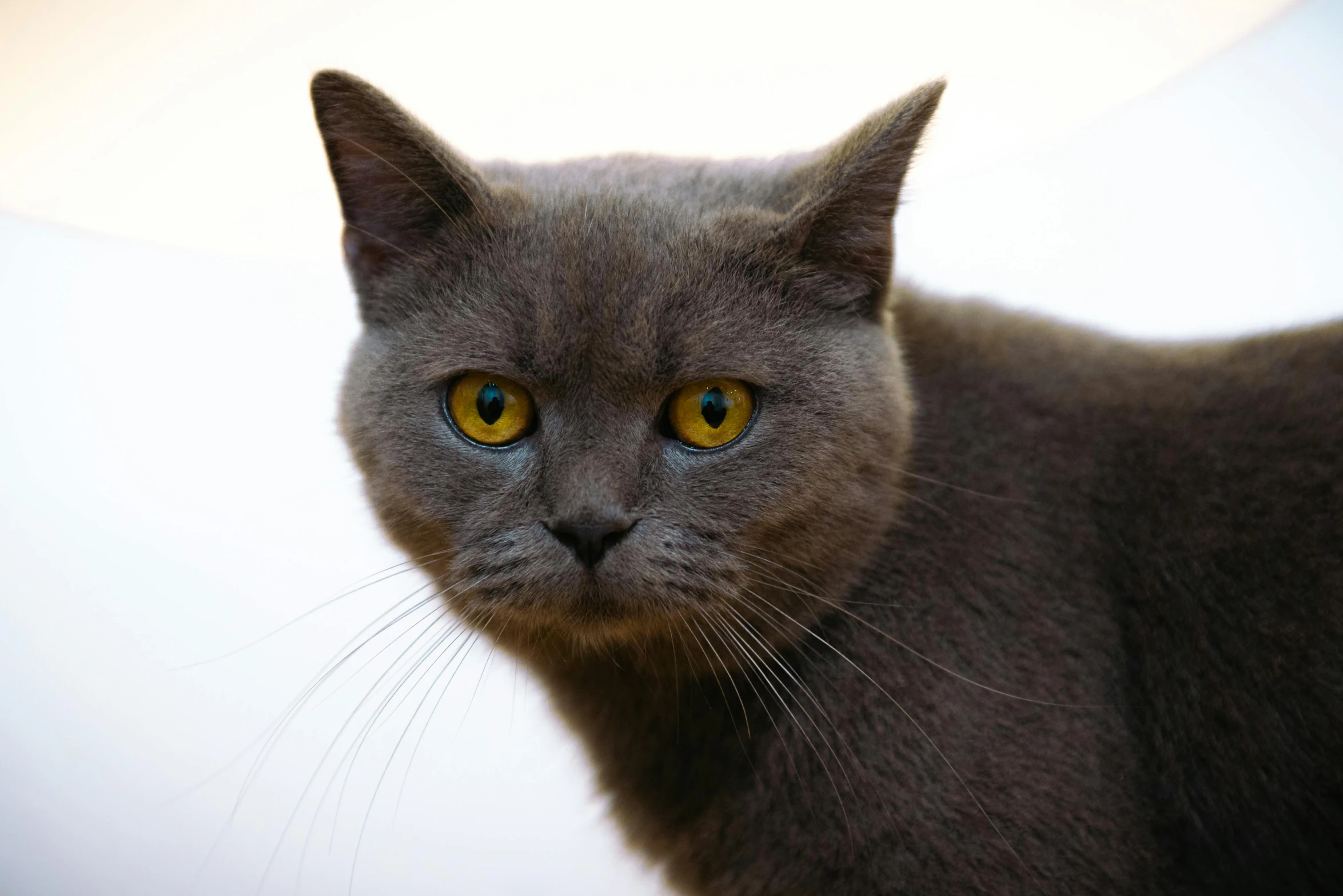 close up s of a gray cat with yellow eyes