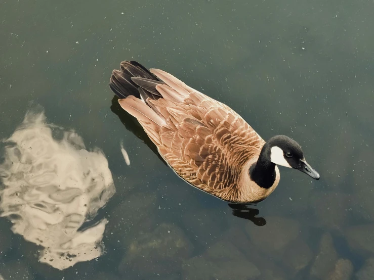 a duck swimming in the water and looking up