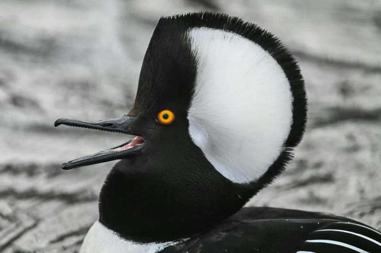 the bird has an orange beak and is staring