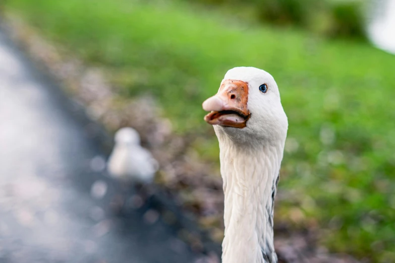 a duck looking off into the distance with a blurry background