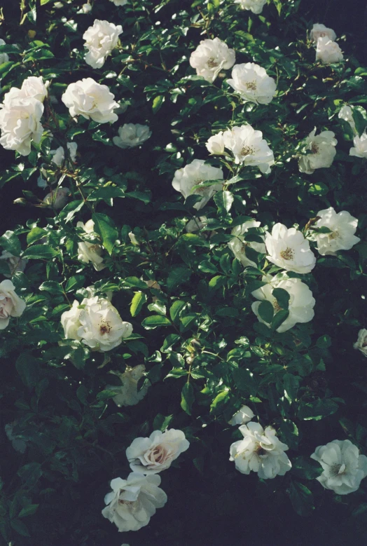 some white flowers on the nches of a tree