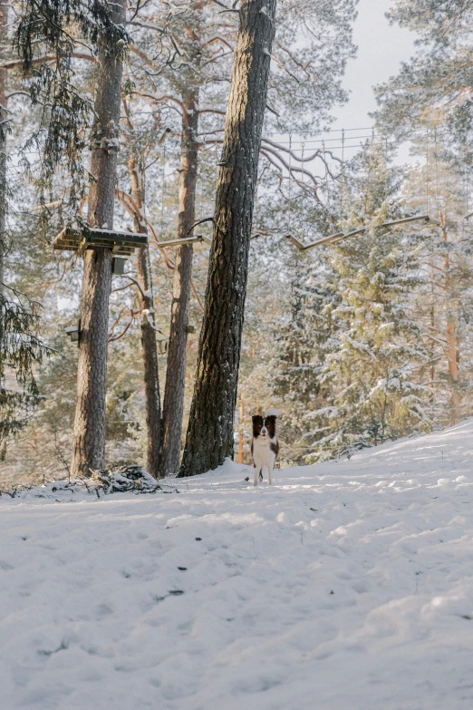 two dogs are on the snow covered trail