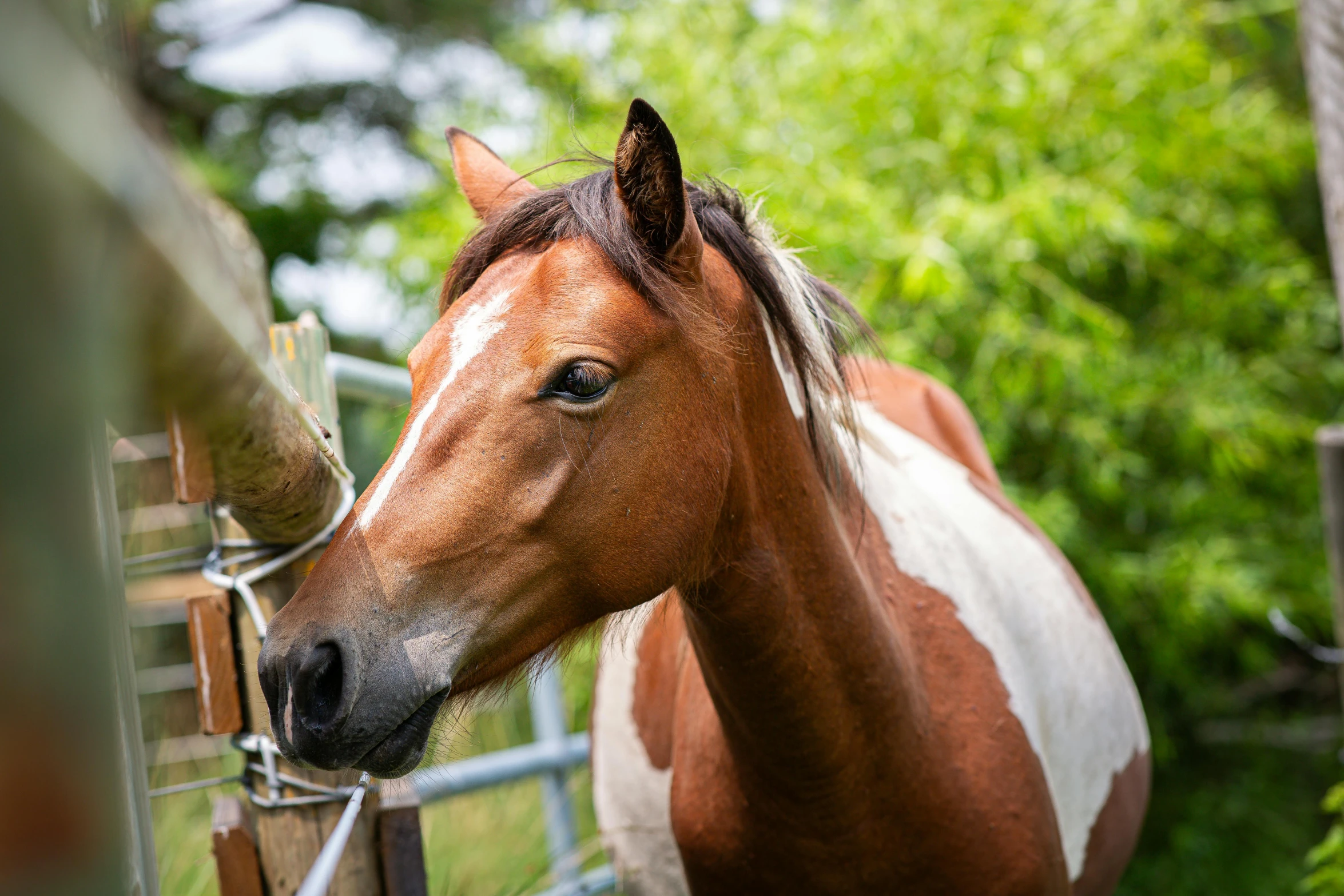 a horse with brown hair and white spots is sticking its head over a fence