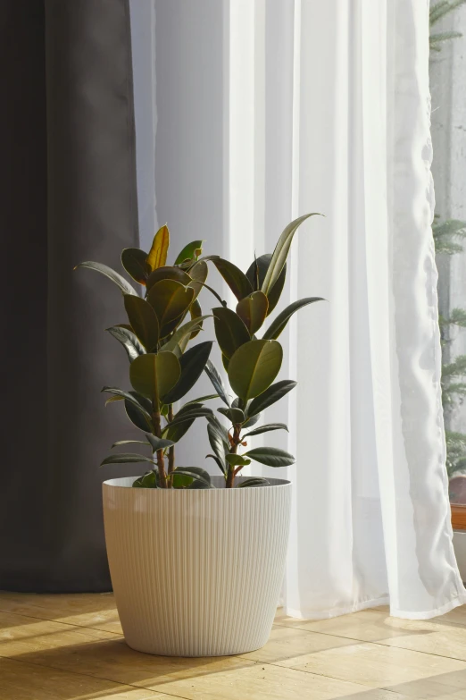 two green plants in a vase are next to the curtains