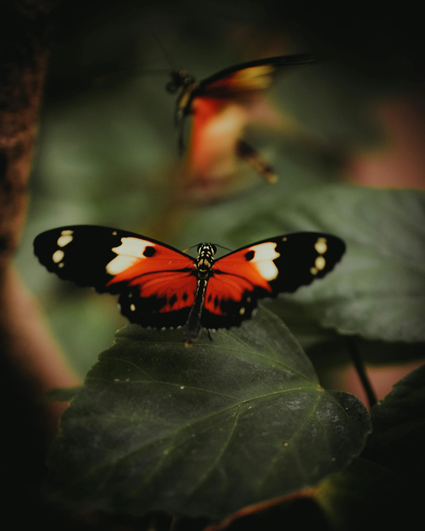 two erflies flying side by side on a leaf