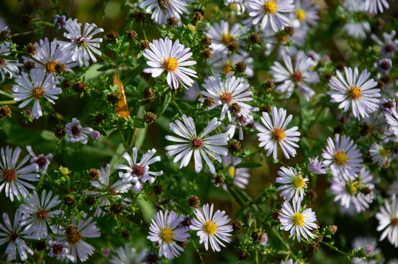 white and yellow flowers blooming from the ground