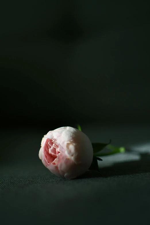 a single white rose laying on top of the ground