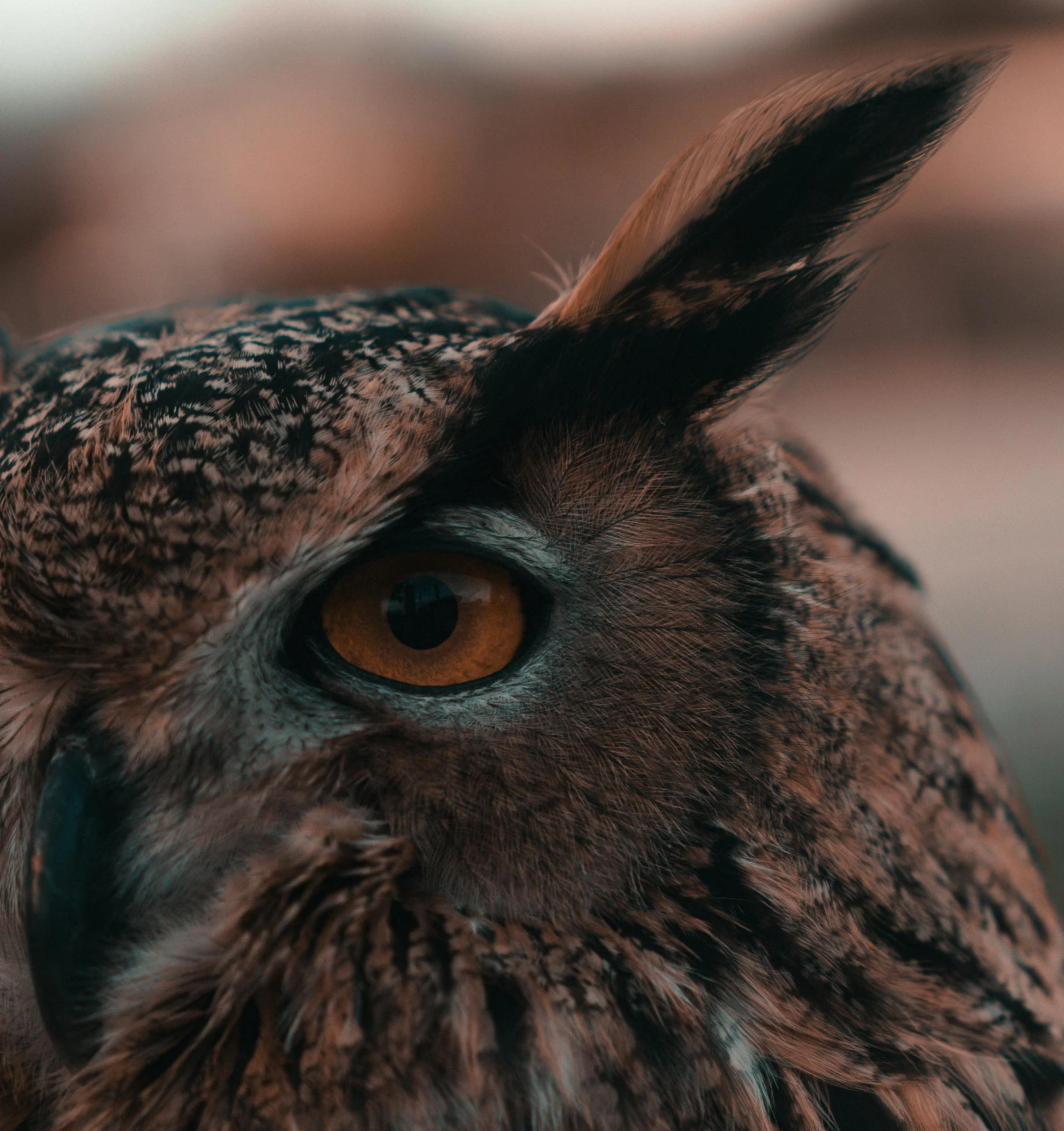 an owl's eye peers towards the distance