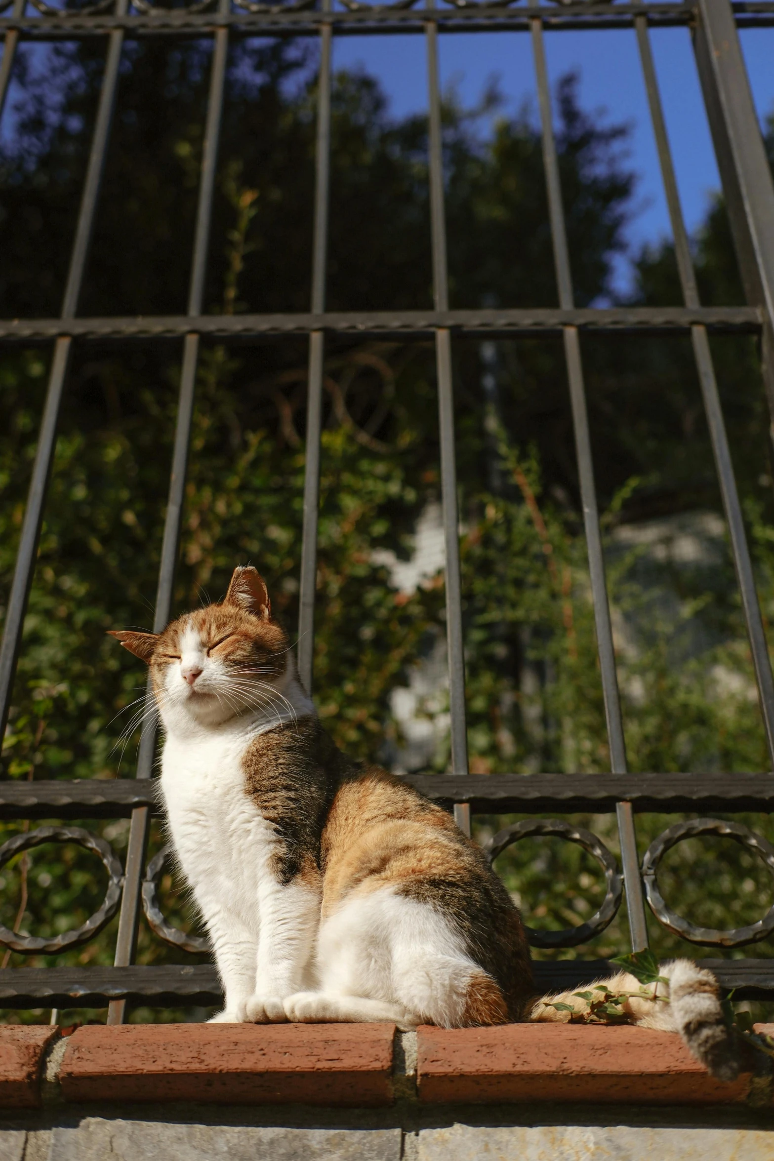 a cat sitting on top of a brown and white gate