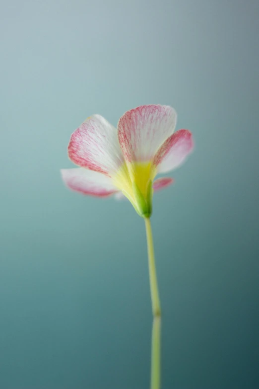 pink flower is seen with white petals on it