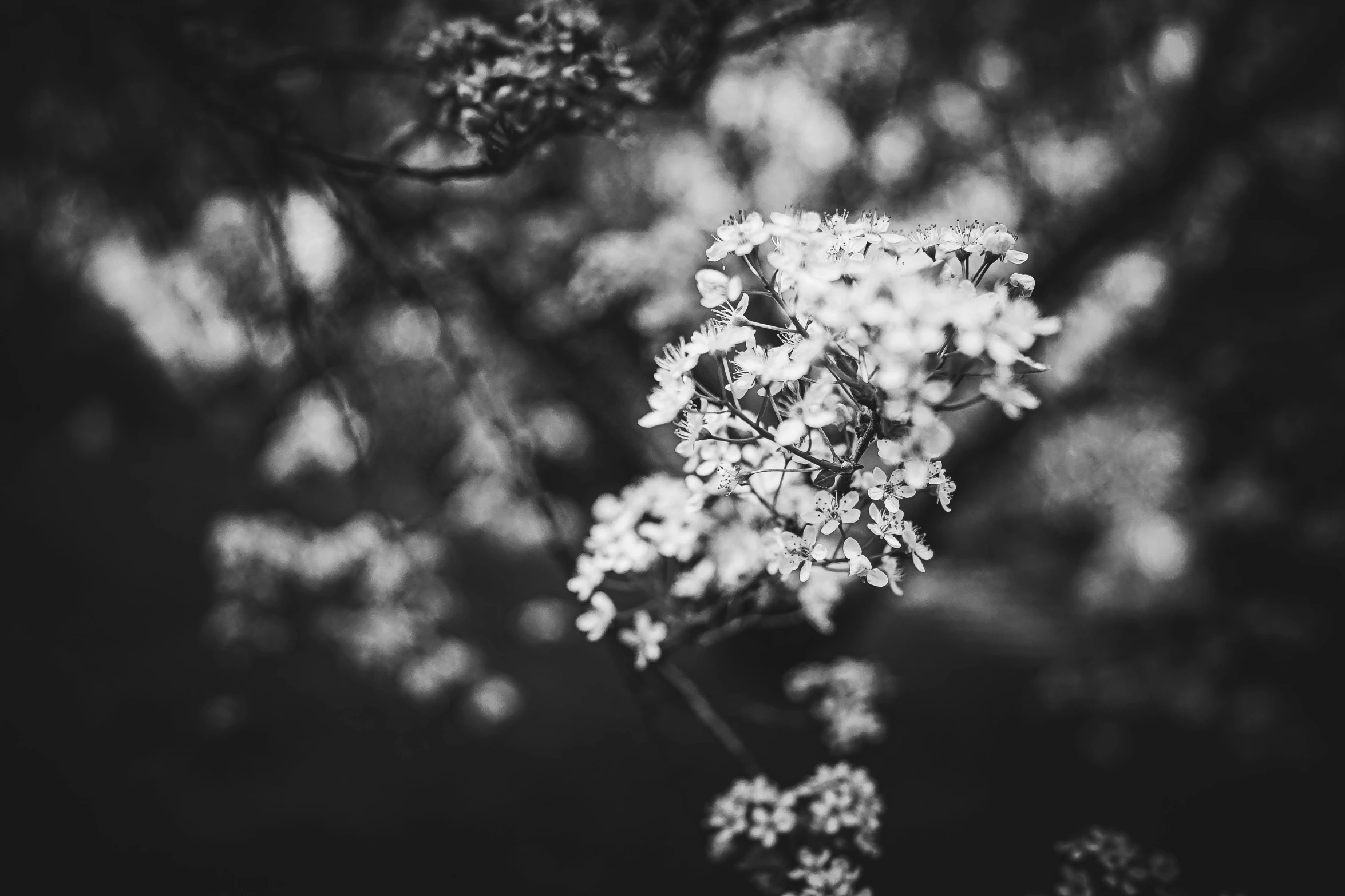 the black and white flowers on this tree are lovely