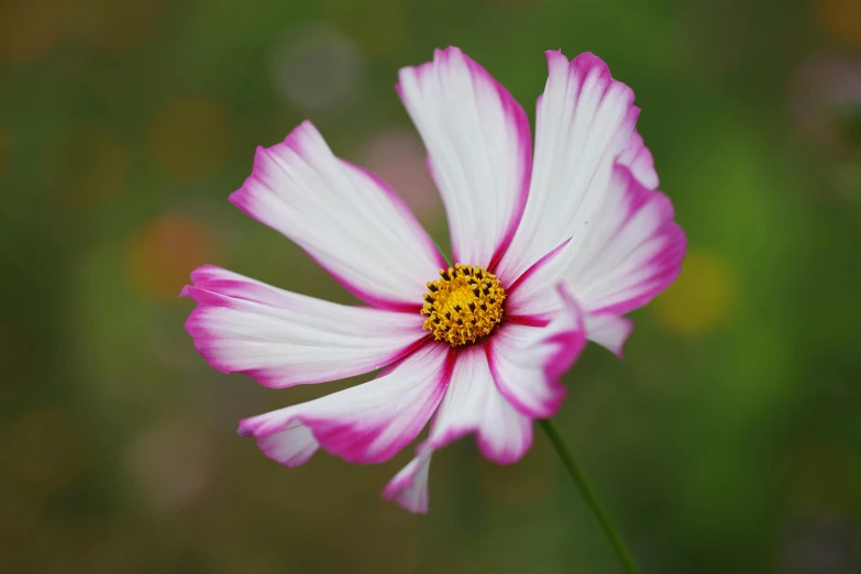 a white and pink flower sits in the center