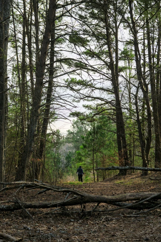 a hiker stands among the woods as they look for food