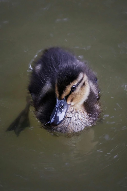 a duck is swimming on some brown water