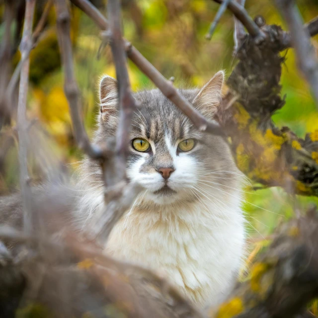 the cat is sitting by some trees and leaves