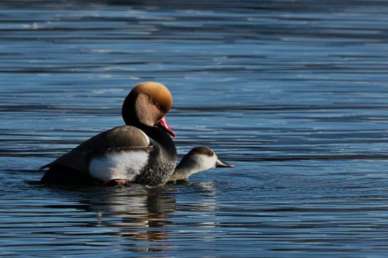 a couple of ducks swimming on top of a lake