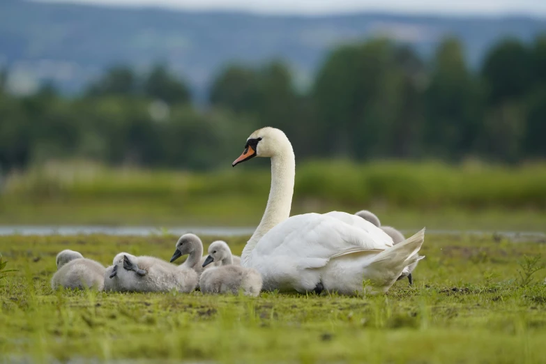 a bird with young birds that are laying down in the grass