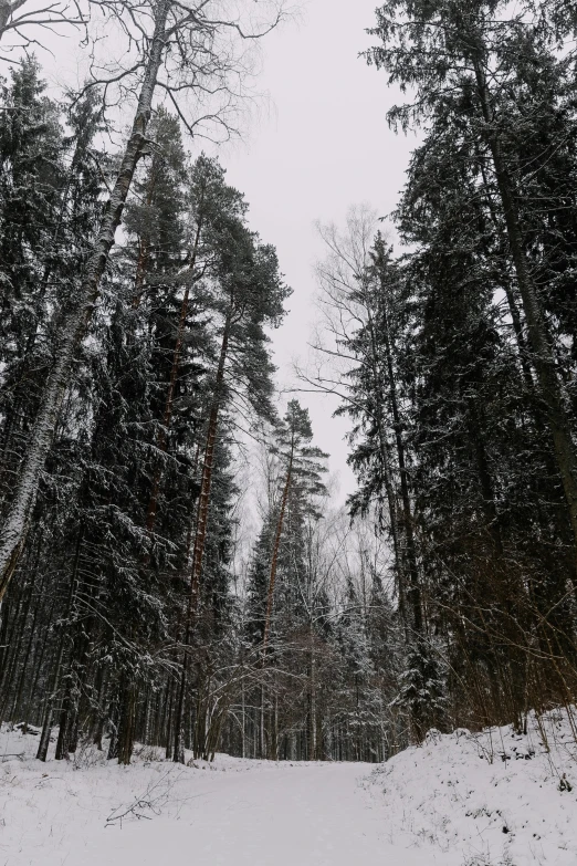 an empty snow covered road between several trees